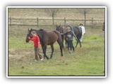 Die Pferde werden aus dem Paddock geholt.