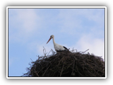 solche Bilder seht man oft in der Gegend